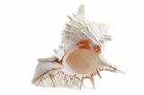 Murex Ramouses sea shell