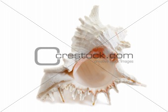 Murex Ramouses sea shell
