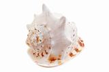Cassis Cornuta sea shell
