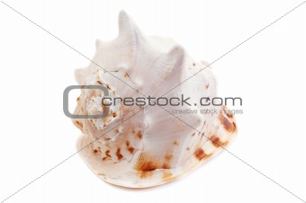Cassis Cornuta sea shell