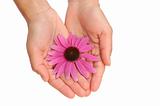 Hands of young woman holding Echinacea flower