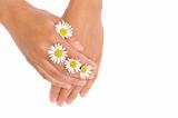 Hands of young woman with chamomile flower heads