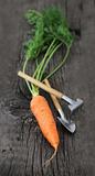 Carrot with garden tools