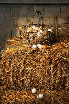 Basket of freshly laid  eggs lying on straw