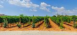 Vineyards in Mallorca. Spain. Panorama