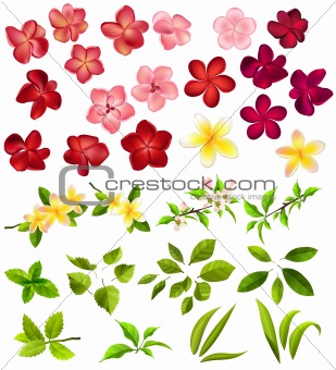 Collection of different flowers and leaves