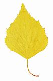Autumn yellow leaf of birch