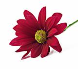 Deep red chrysanthemum flower on a pure white background with space for text