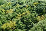 Forest canopy as seen from above