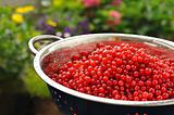 Fresh red currant berries with water drops in colander