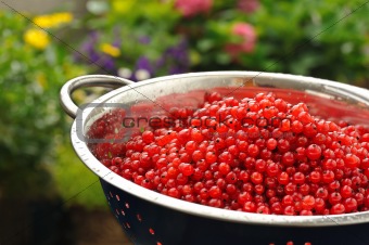Fresh red currant berries with water drops in colander