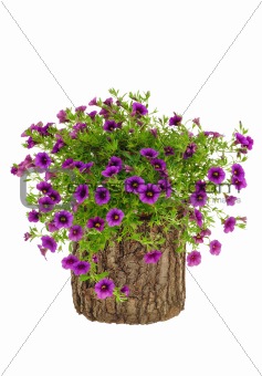 Petunia, Surfinia flowers on tree trunk over white background