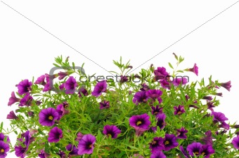 Petunia, Surfinia flowers over white background
