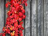 Red climbing plant background