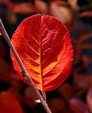Red autumn leaf