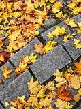 Autumn leaves on stone steps