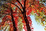 Autumn red tree
