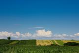 corn field against blue sky