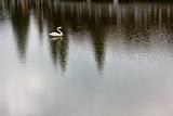 fake swan on a pond