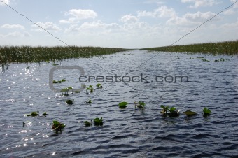 Florida wet lands