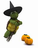 tortoise dressed as a witch for halloween