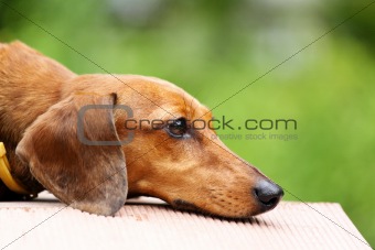 dachshund dog