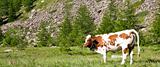 Cows and Italian Alps