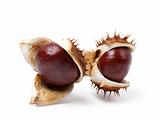 Two horse chestnuts close-up