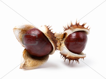 Two horse chestnuts close-up