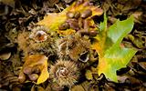 autumnal composition of chestnuts, acorn and leafs