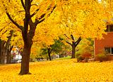 yellow maple tree landscapes