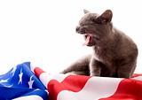 Cat on flag