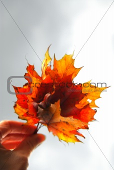 Maple leaves in hand