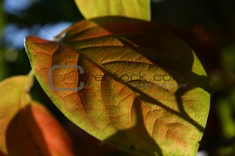 Shadows Of A Persimmon Leaf