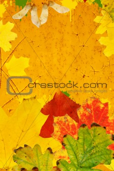 Grunge autumn background