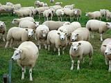 Texel sheep