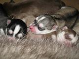 New born husky puppies