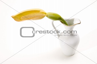 Tropical flower in a vase