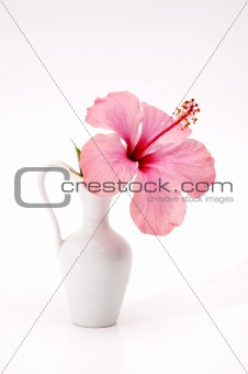 Pink tropical hibiscus