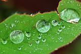green leaf and water droplets in the gardens