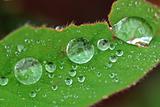 green leaf and water droplets in the gardens
