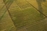 Aerial of crops.
