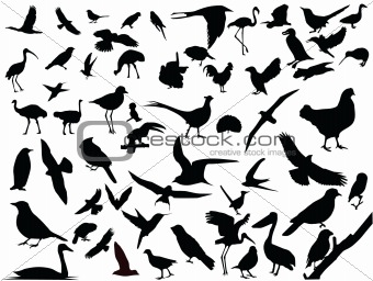 Vector of isolated birds