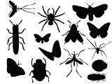 Vectors of insects
