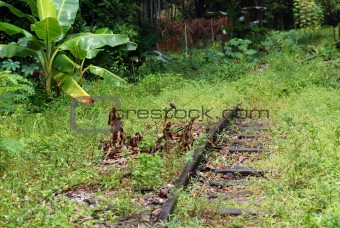 deserted railway track and plant in the urban