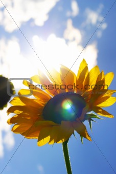 fresh sunflower