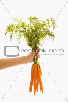 Hand holding carrots.