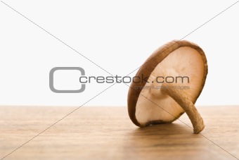 Single brown mushroom.
