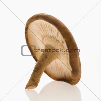 Single shiitake mushroom.