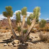 Desert landscape with tree.